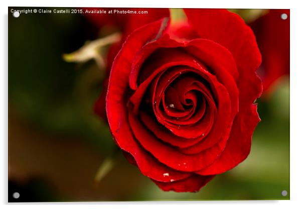  Red rose Acrylic by Claire Castelli
