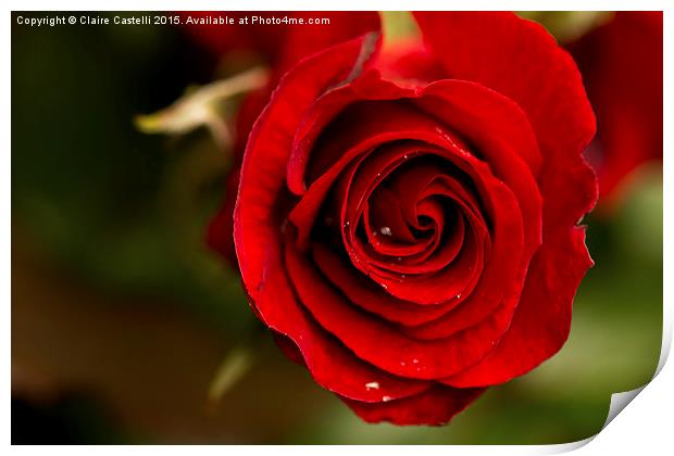  Red rose Print by Claire Castelli