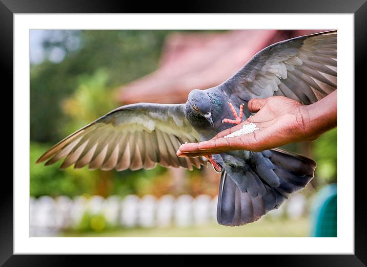 Pigeon eating Framed Mounted Print by Hassan Najmy