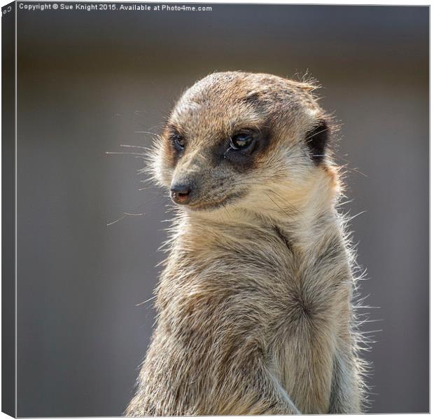 Meerkat Canvas Print by Sue Knight