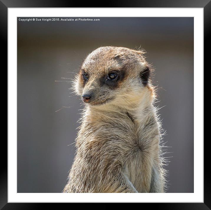 Meerkat Framed Mounted Print by Sue Knight