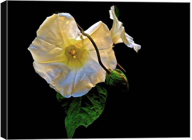 The Morning Glory white flower Canvas Print by Sue Bottomley