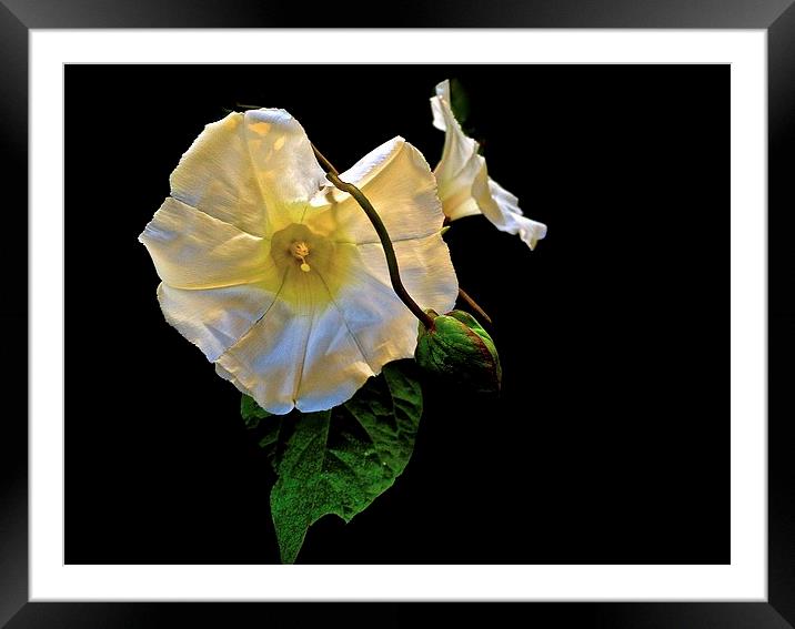 The Morning Glory white flower Framed Mounted Print by Sue Bottomley
