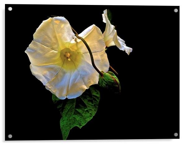 The Morning Glory white flower Acrylic by Sue Bottomley