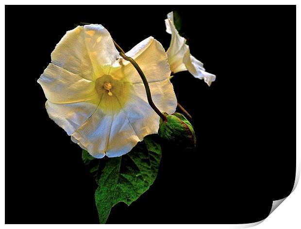 The Morning Glory white flower Print by Sue Bottomley