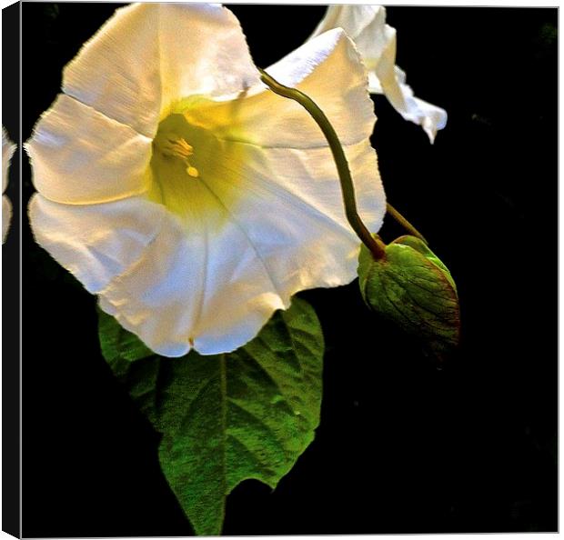 The Morning Glory White Flower Canvas Print by Sue Bottomley
