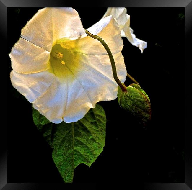  The Morning Glory White Flower Framed Print by Sue Bottomley