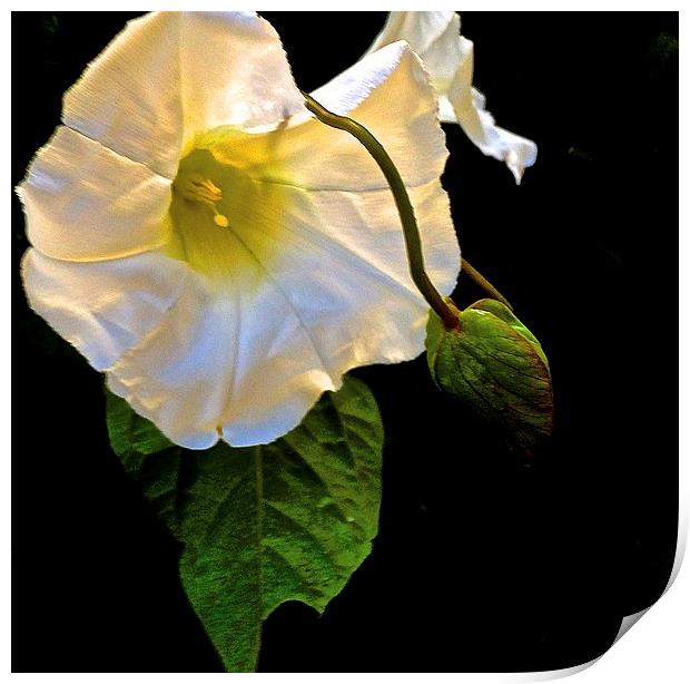 The Morning Glory White Flower Print by Sue Bottomley