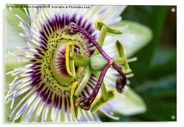 Passion Flower Macro Acrylic by Steve Hughes