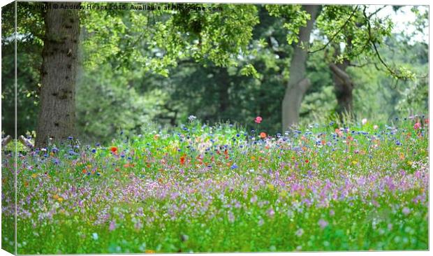  Summer Meadow  Canvas Print by Andrew Heaps
