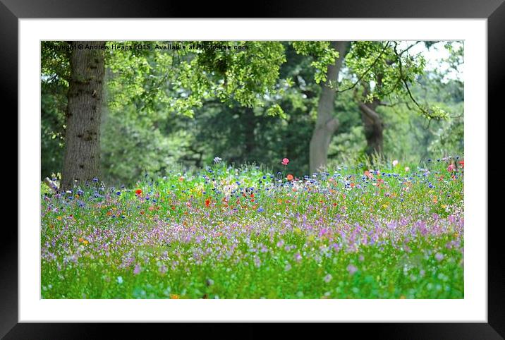  Summer Meadow  Framed Mounted Print by Andrew Heaps