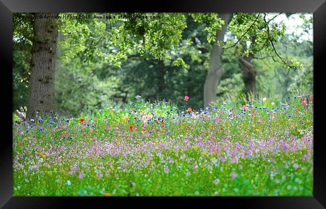  Summer Meadow  Framed Print by Andrew Heaps