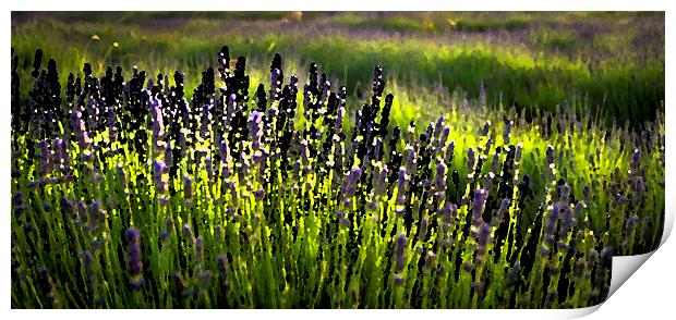 Lavender smudge Print by Gary Schulze