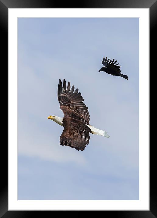  Bald Eagle flanked by a Carrion Crow Framed Mounted Print by Ian Duffield
