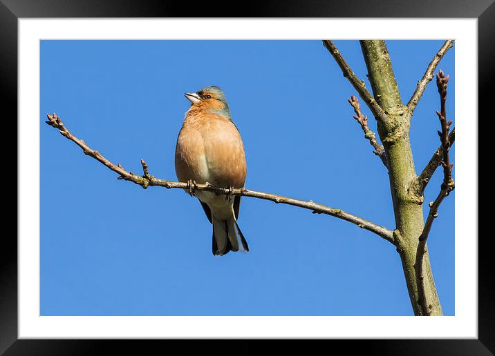 Male chaffinch singing heartily in the sunshine Framed Mounted Print by Ian Duffield