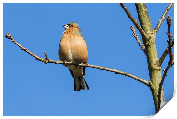 Male chaffinch singing heartily in the sunshine Print by Ian Duffield