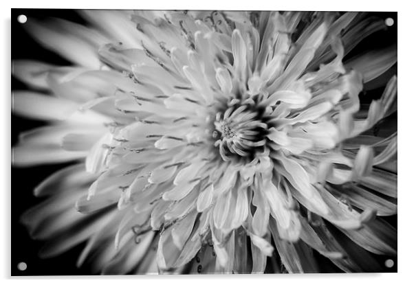  Striking flower Acrylic by Gary Schulze