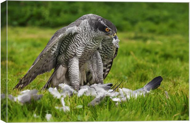  Goshawk struggling with his pigeon dinner Canvas Print by Ian Duffield