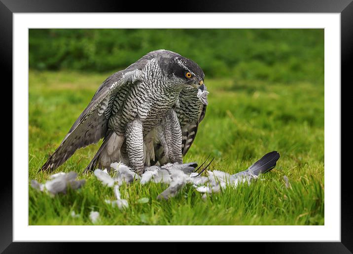  Goshawk struggling with his pigeon dinner Framed Mounted Print by Ian Duffield