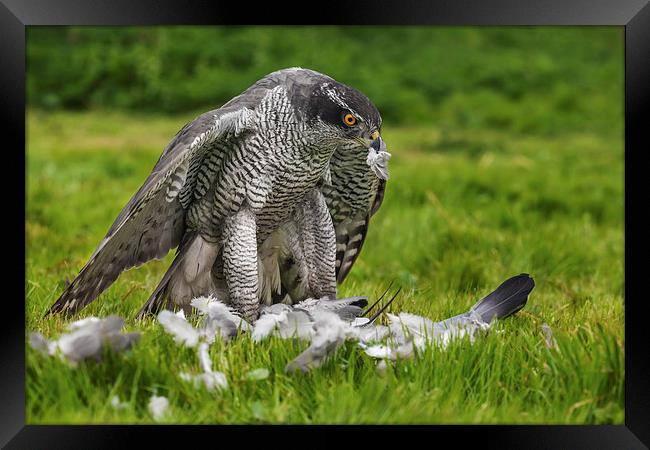  Goshawk struggling with his pigeon dinner Framed Print by Ian Duffield