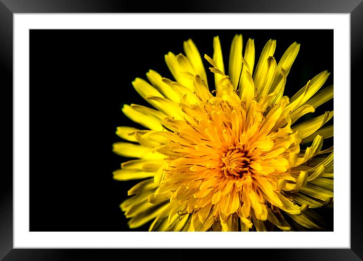  Yellow Framed Mounted Print by Gary Schulze