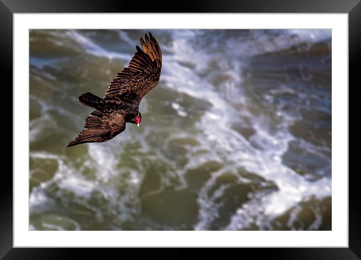 Turkey Buzzard Flying Framed Mounted Print by Belinda Greb