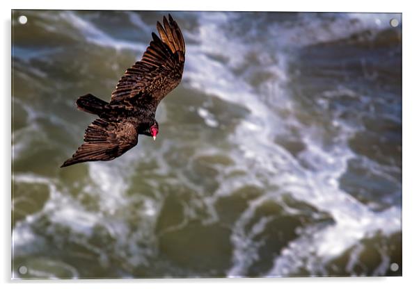Turkey Buzzard Flying Acrylic by Belinda Greb