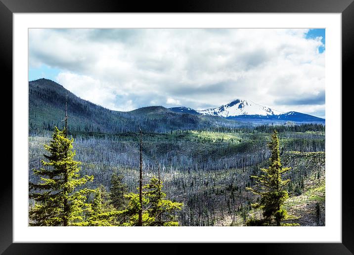  Devastating Beauty Framed Mounted Print by Belinda Greb