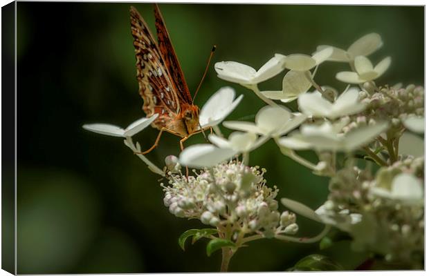 Butterfly on a Hydrangea No. 1 Canvas Print by Belinda Greb