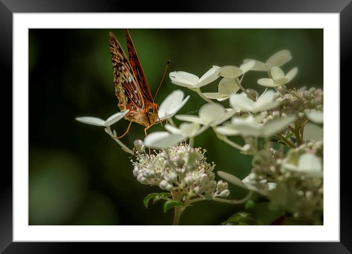 Butterfly on a Hydrangea No. 1 Framed Mounted Print by Belinda Greb