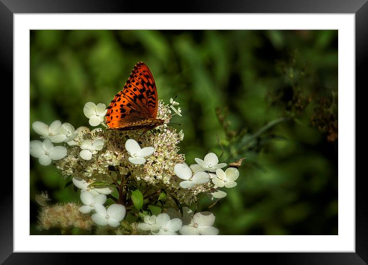  Butterfly on a Hydrangea No. 2 Framed Mounted Print by Belinda Greb