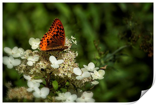  Butterfly on a Hydrangea No. 2 Print by Belinda Greb