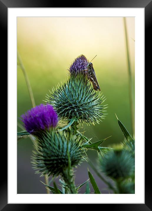Grasshopper on a Thistle Framed Mounted Print by Belinda Greb