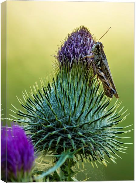 Grasshopper on a Thistle cropped Canvas Print by Belinda Greb