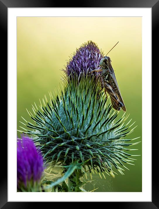  Grasshopper on a Thistle cropped Framed Mounted Print by Belinda Greb