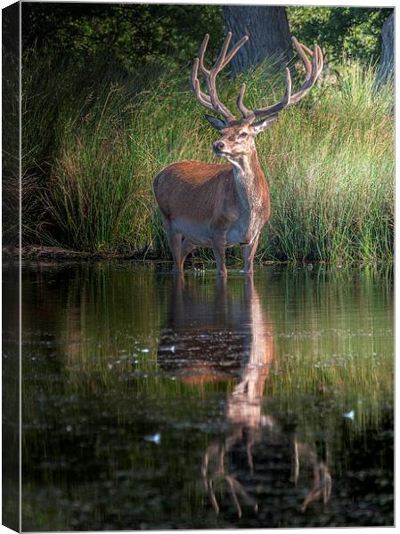 Deer at the Lake Canvas Print by Colin Evans
