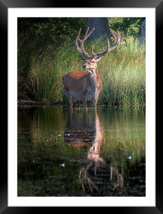Deer at the Lake Framed Mounted Print by Colin Evans