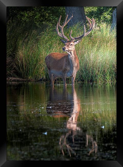Deer at the Lake Framed Print by Colin Evans