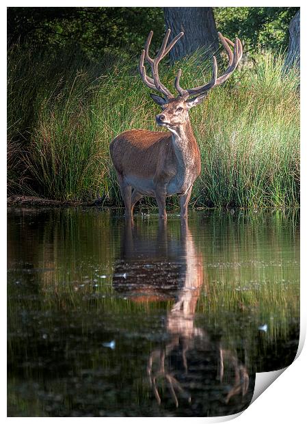 Deer at the Lake Print by Colin Evans