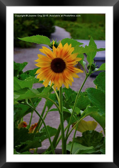Sunflower Framed Mounted Print by Jeanne Ong