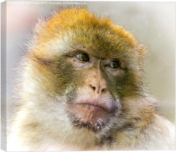  Portrait of a Barbary Macaque  Canvas Print by Sue Knight
