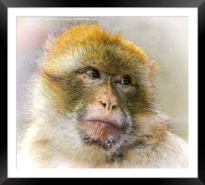  Portrait of a Barbary Macaque  Framed Mounted Print by Sue Knight