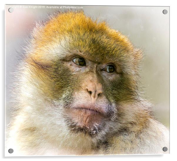  Portrait of a Barbary Macaque  Acrylic by Sue Knight