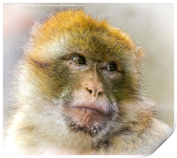  Portrait of a Barbary Macaque  Print by Sue Knight
