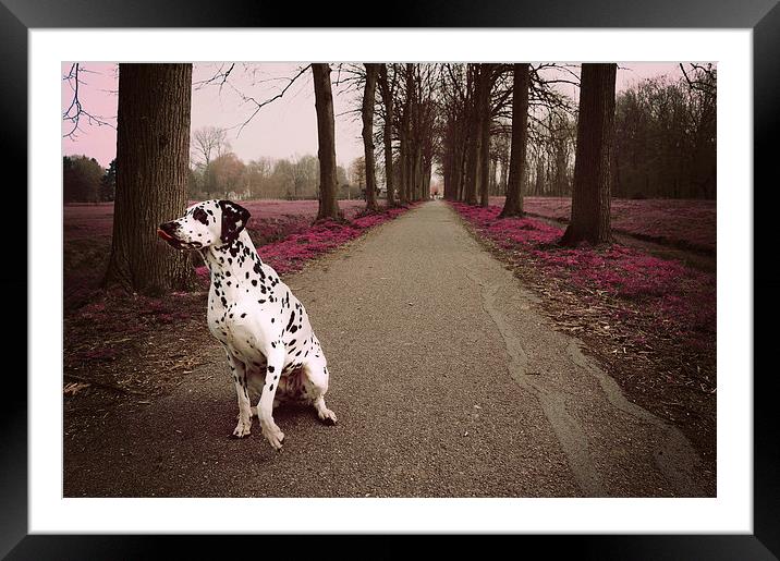 Kokkie on the Autumn Alley of Rhoon  Framed Mounted Print by Jenny Rainbow
