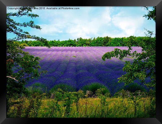  Summertime Lavender Framed Print by Jason Williams