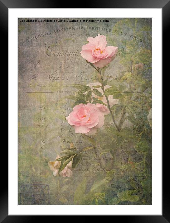  Vintage Rose Poster Framed Mounted Print by LIZ Alderdice