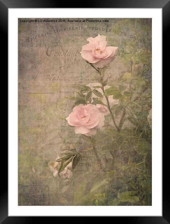 Vintage Rose Poster Framed Mounted Print by LIZ Alderdice