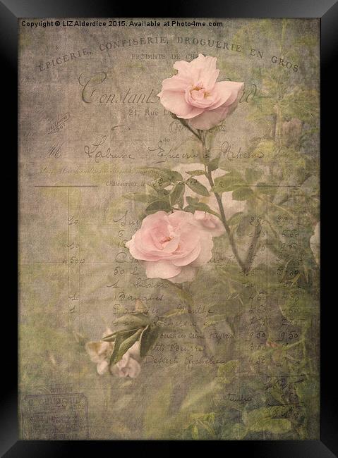 Vintage Rose Poster Framed Print by LIZ Alderdice