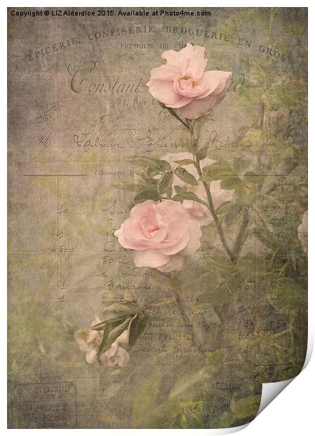 Vintage Rose Poster Print by LIZ Alderdice